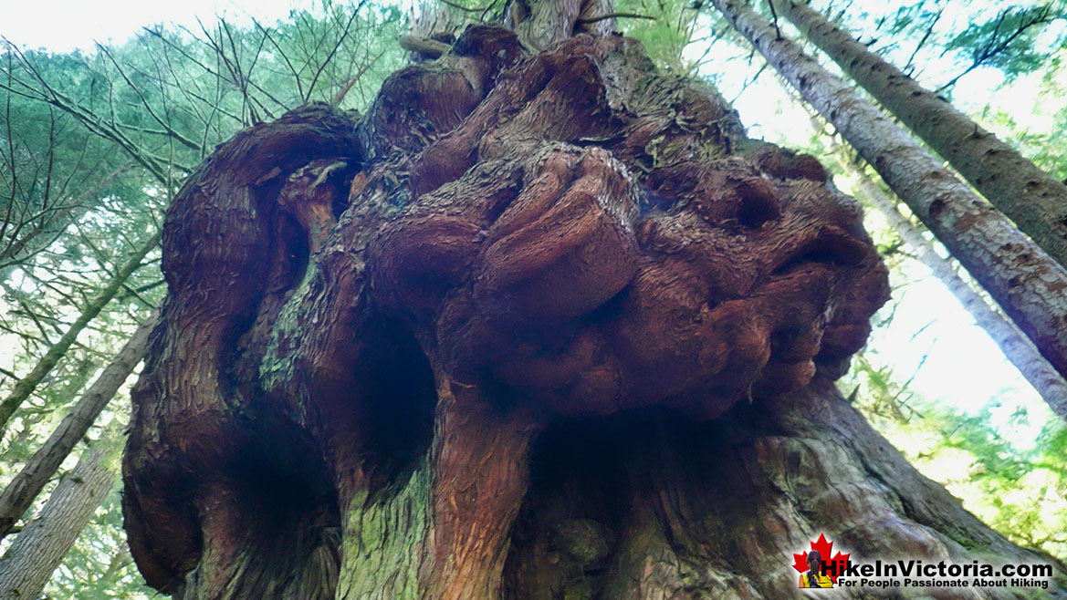 Amazing Avatar Grove Gnarly Tree