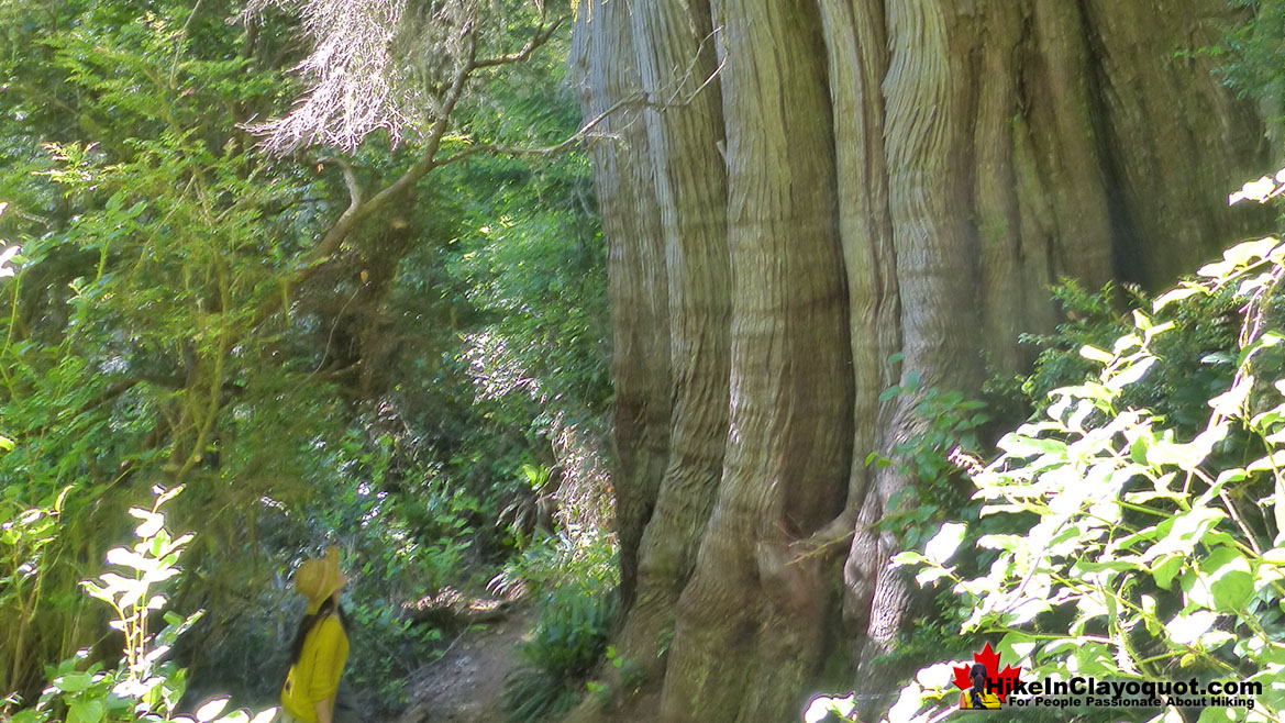 The Big Tree Trail in Tofino