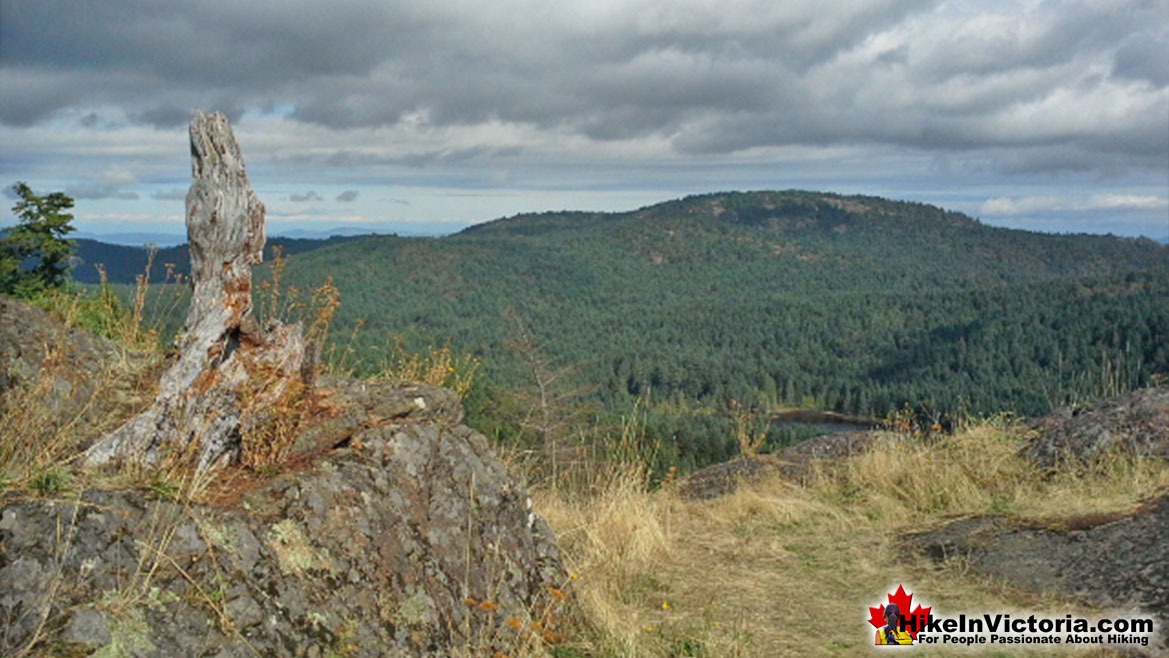 Lone Tree Hill Hike in Victoria